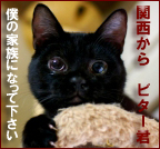 ビターkunn