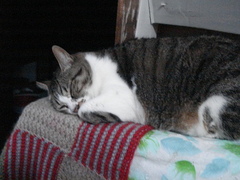 DSC01781a.jpg