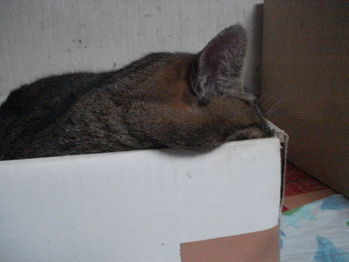 DSC01782a.jpg