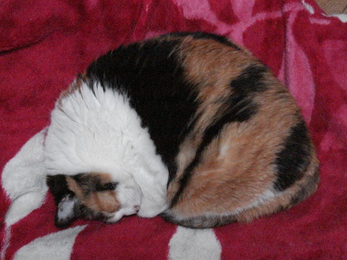 DSC01784a.jpg