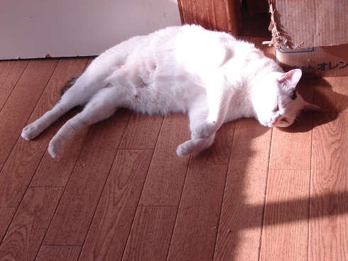 DSC02411a.jpg