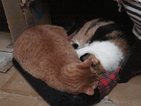 DSC02572a.jpg