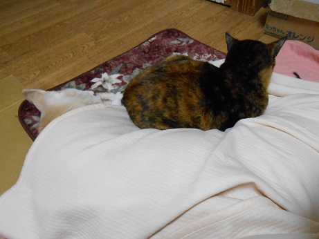 DSCN0914a.jpg