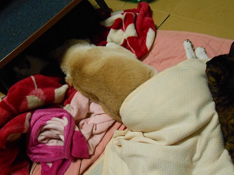 DSCN0915a.jpg