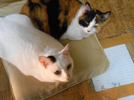 DSCN2331a.jpg