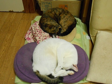 DSCN3495a.jpg
