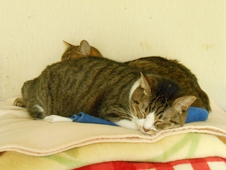 DSCN3724a.jpg