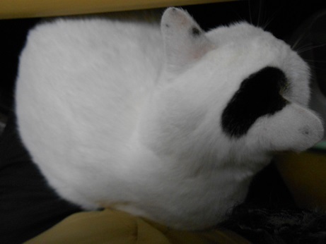 DSCN4001a.jpg