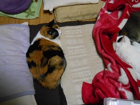 DSCN4063a.jpg