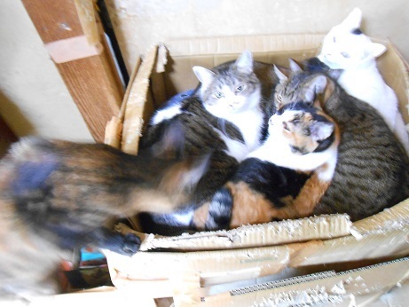 DSCN5011a.jpg