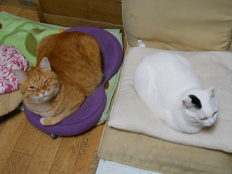 DSCN5094a.jpg
