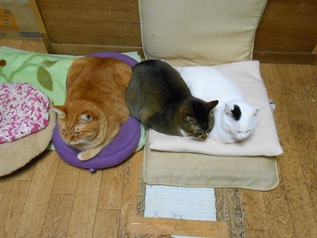 DSCN5095a.jpg