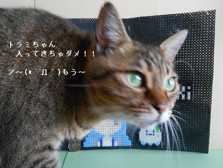 DSCN7787a.jpg