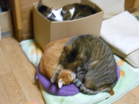 DSCN9020a.jpg